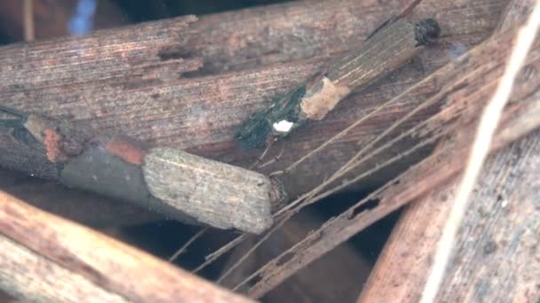 Συνάντησα δύο Caddisfly, ή διέταξε Trichoptera σέρνεται κατά μήκος του πυθμένα του μικρού βάλτου στο δάσος, ψάχνει για τροφή - άλλα έντομα. Προβολή μακροεντολή έντομο στο υποβρύχιο - Πλάνα, βίντεο