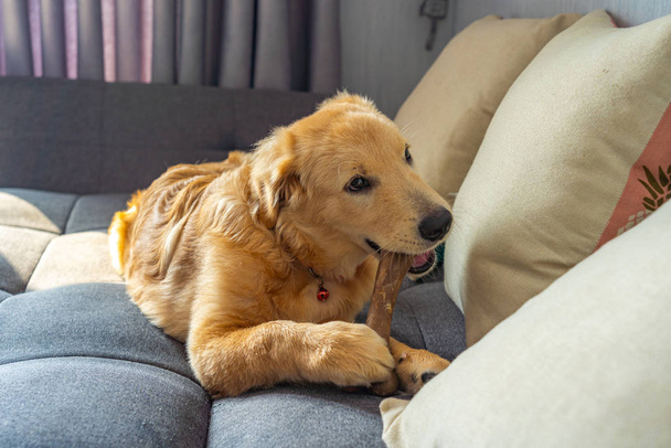 Beautiful golden retriever puppy chewing a bone on sofa - Фото, зображення