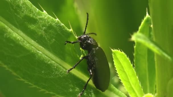 Black beetle sitting on stump, basking in sun in afternoon, Flat-headed Pine Heartwood Borer, Buprestidae, Chalcophora virginiensis, View insect macro in wildlife - Footage, Video