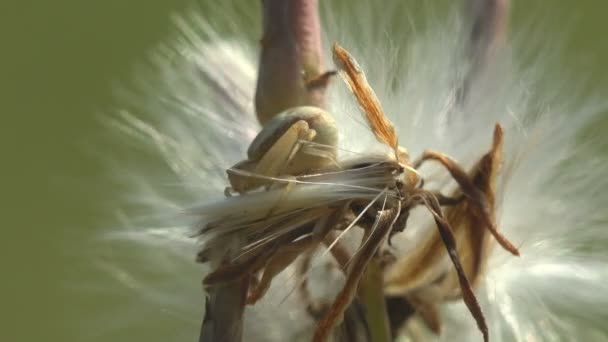 A aranha senta-se em uma emboscada antes de um ataque a insetos, escondeu-se no detalhe de Seedhead, dentes-de-leão falsos, pappus da semente de dente de leão. Vista ao redor macro
 - Filmagem, Vídeo