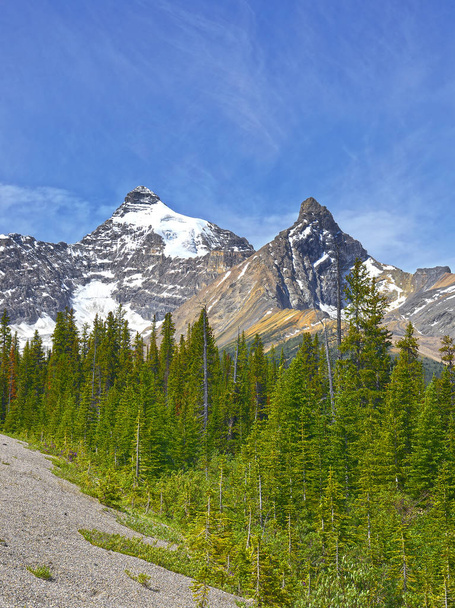Mount Athabasca, Banff National Park, Alberta, Canada. Banff National Park is UNESCO World Heritage Site - 写真・画像