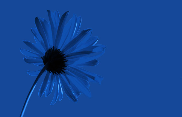 blaues Gänseblümchen auf blauem klassischem Hintergrund - Foto, Bild
