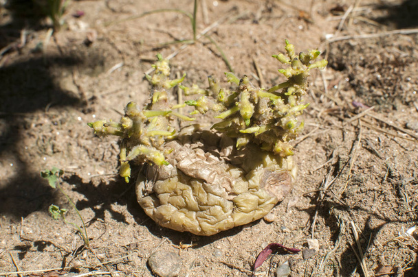 Burgonya csírák közelről kész növény - Fotó, kép