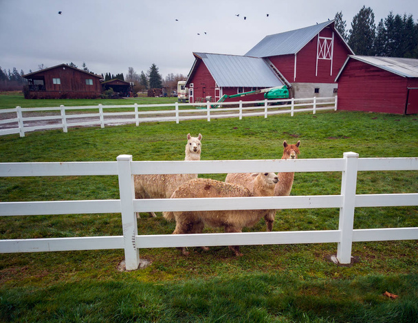 Tres amistosas y majestuosas alpacas con un granero y pájaros volando en el fondo y una cerca blanca y hierba verde en el otoño en el estado de Washington
 - Foto, Imagen
