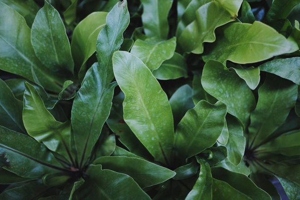庭の緑の葉の装飾植物のパターンと質感  - 写真・画像