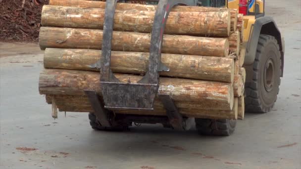 tronchi di legno ordinatamente in magazzino - Filmati, video