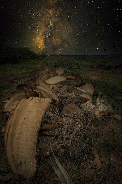 späte Nacht auf der gefällten Palmenfarm - Foto, Bild
