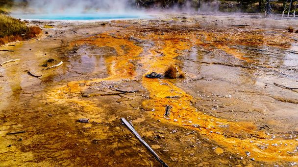 Driftwood and a Ranger 's Hat on the Bacterial Mats of Silex Spring at the Fountain Paint Pot Trail in Yellowstone National Park, Wyoming, USA - Fotografie, Obrázek