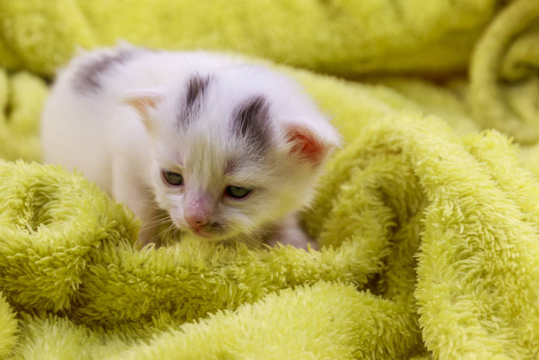 Klein katje in een gele badstof deken - Foto, afbeelding