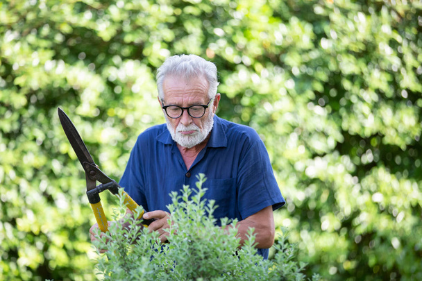 senior homme couper l'arbre dans le jardin  - Photo, image
