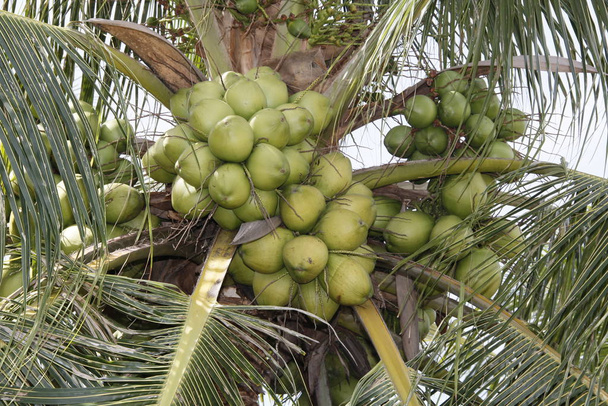 Hodowla plantacji kokosów - Zdjęcie, obraz