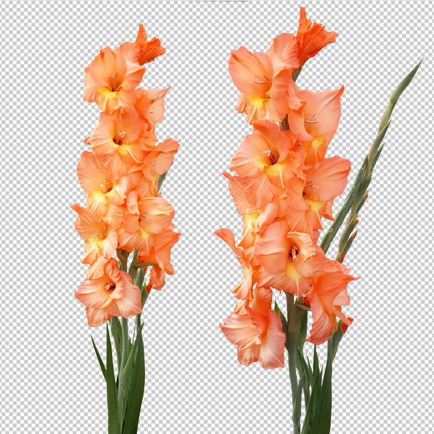 Tři květiny gladioli, izolované objekty na prázdném pozadí - Fotografie, Obrázek