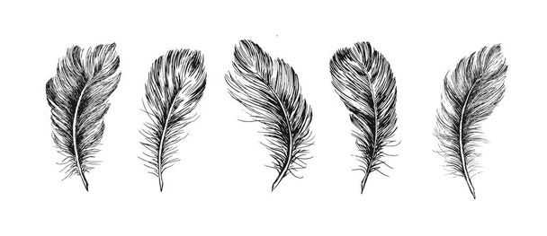 Feathers set. Hand drawn on white background. - Vector, Image