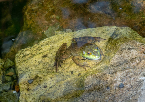 Frog on a Rock - Photo, Image