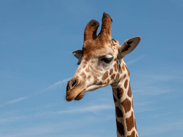 Žirafí hlavy portrét - Fotografie, Obrázek