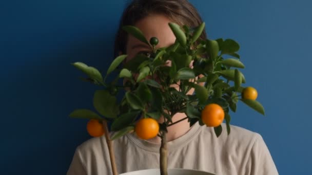 schöne Brünette blickt hinter einem kleinen Mandarinenbaum auf blauem Hintergrund hervor - Filmmaterial, Video