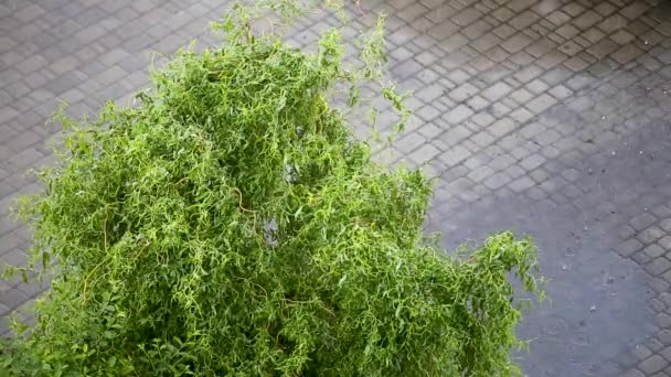 Arbusto verde balançando sob forte chuva no verão
. - Filmagem, Vídeo