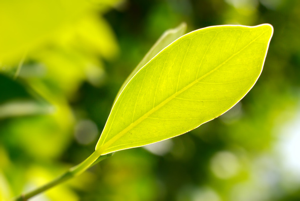 Closeup picture of green leaf - 写真・画像