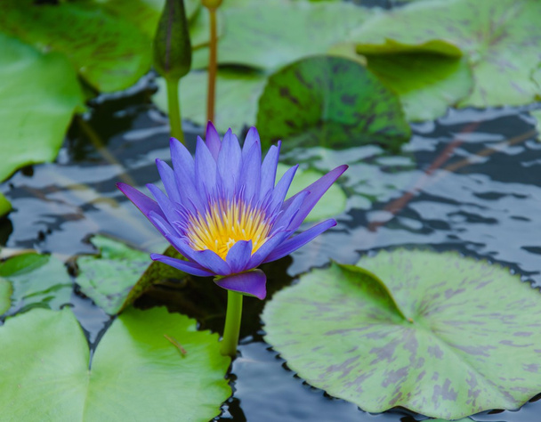 lotus - Фото, изображение