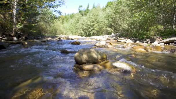 Hermoso paisaje de río de montaña en madera, agua y piedras, cámara lenta
,   - Metraje, vídeo