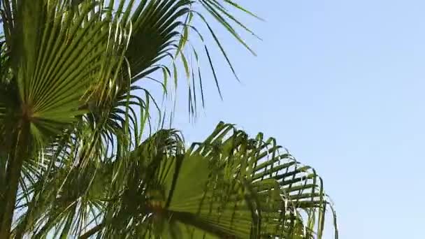 palm tree sways from the wind on in sharm el sheikh on a sunny sunny day in the hotel - Footage, Video