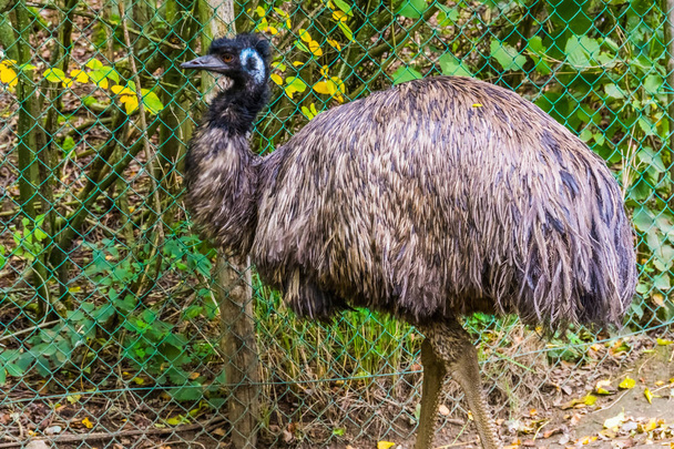 κοντινό πορτραίτο ενός είδους πουλιού χωρίς emu, τροπικών πτερύγων από την Αυστραλία - Φωτογραφία, εικόνα