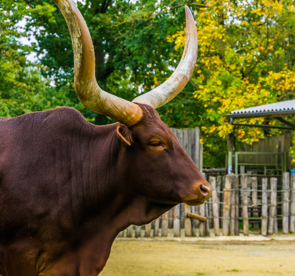 Лицо ankole watusi в крупном плане, Популярная американская порода коров с большими рогами
 - Фото, изображение