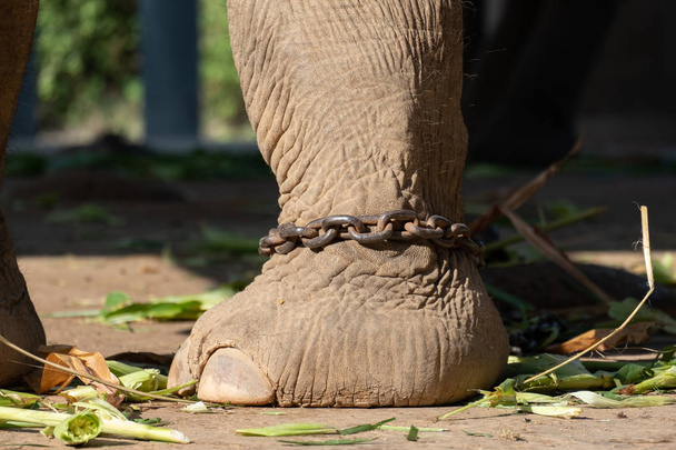 bondage van olifanten - Foto, afbeelding