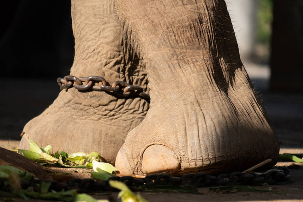 elefante esclavitud
 - Foto, imagen