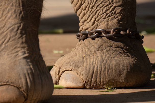 bondage van olifanten - Foto, afbeelding