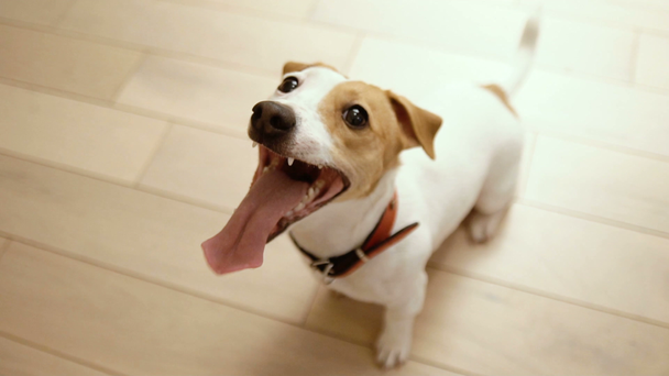 Agitado joven activo perro Jack Russell Terrier
 - Imágenes, Vídeo