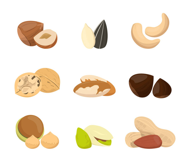 Nut collection vector isolated. Natural food, snack seed - Vector, Image
