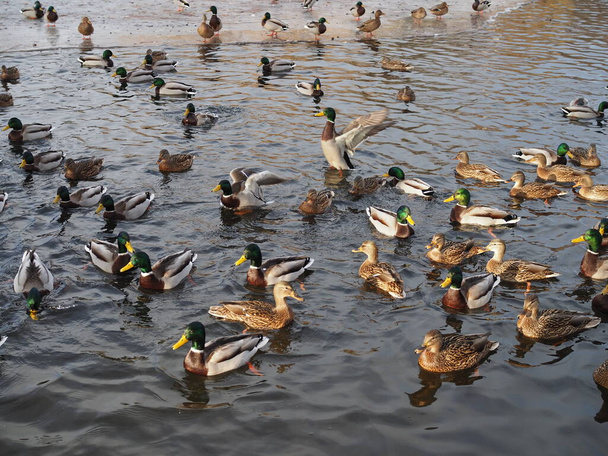 Viele Enten im Winter hautnah auf dem Wasser - Foto, Bild