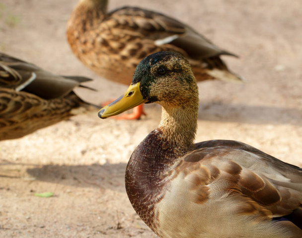 erkek ördek - Fotoğraf, Görsel