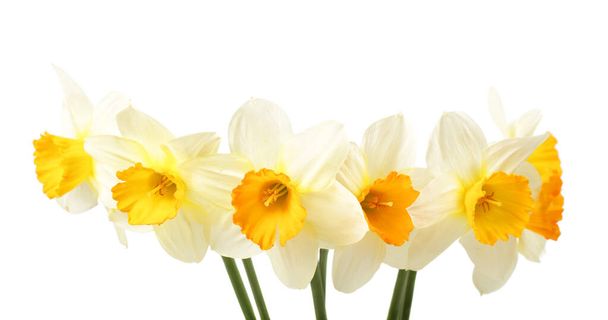 Ramo de flores narcisas blancas y amarillas
 - Foto, Imagen