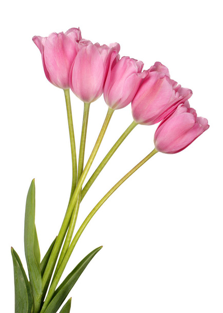 Ramo de flores de tulipán rosa
 - Foto, Imagen