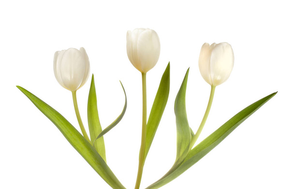 Tres tulipanes blancos
 - Foto, imagen