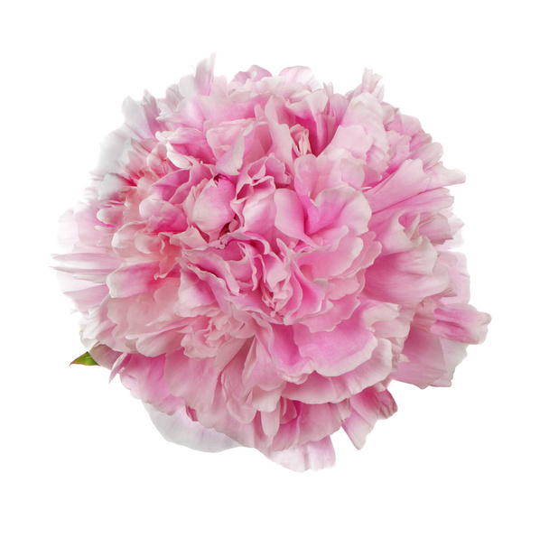 Fiore di peonia rosa - Foto, immagini