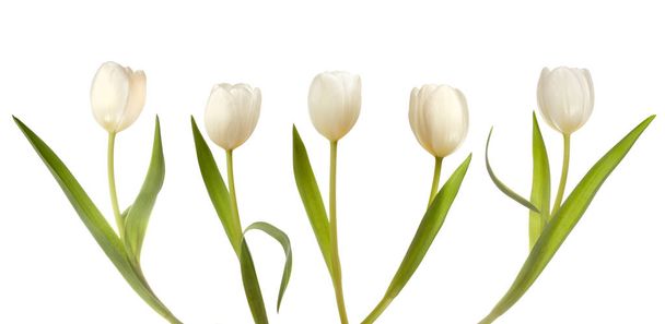Öt szál fehér tulipán - Fotó, kép