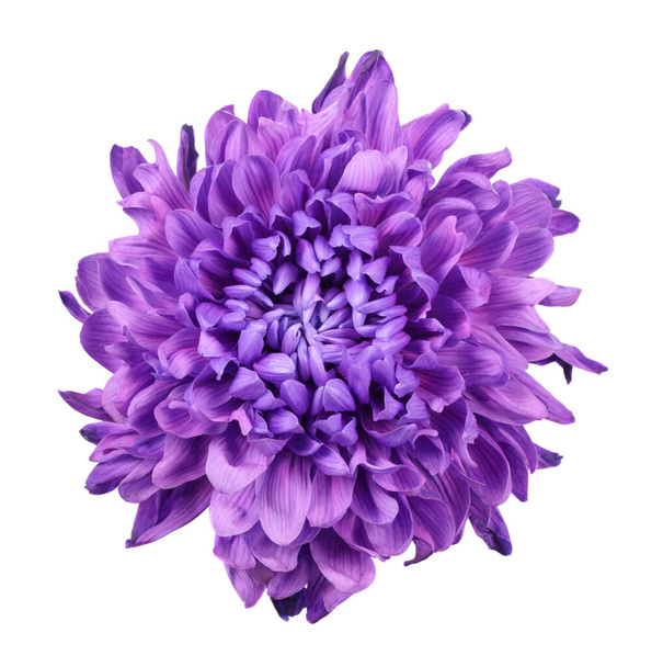 фіолетовий хризантеми
 - Фото, зображення