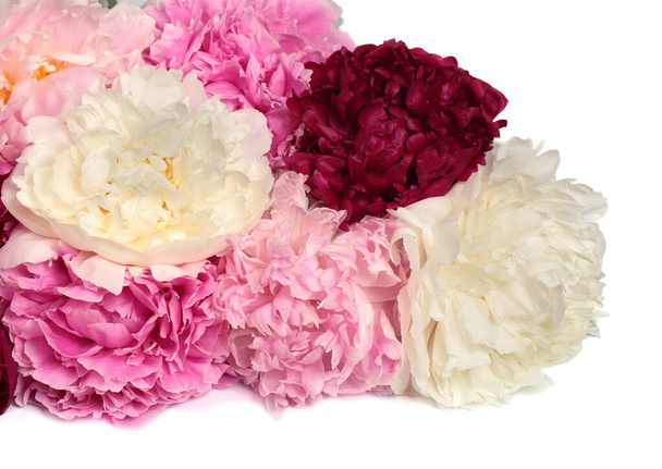 különböző színű pünkösdi rózsa - Fotó, kép