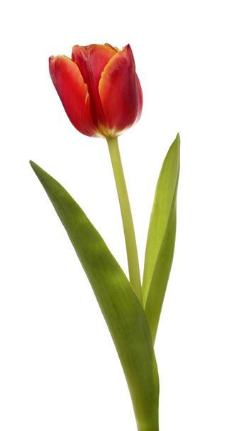 Red tulip flower - Fotoğraf, Görsel