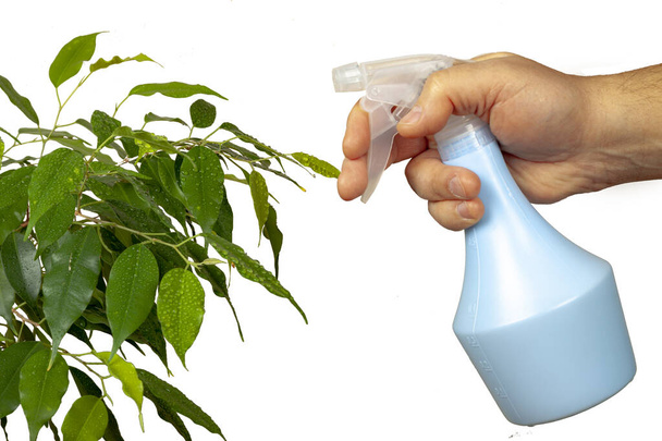 A green plant is sprayed with a mechanical spray. - Foto, imagen