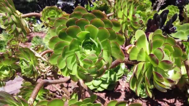 San Francisco, USA - August 2019: Green succulents in the park on a windy summer day - Footage, Video