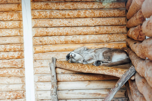 野生の猫のlynx睡眠で飼育下で動物園ケージ - 写真・画像