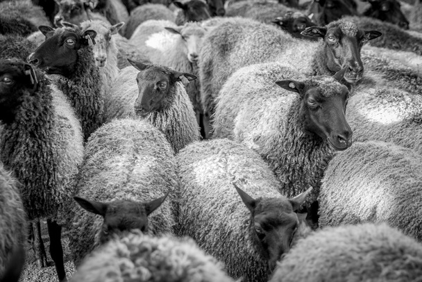 Molte pecore
 - Foto, immagini