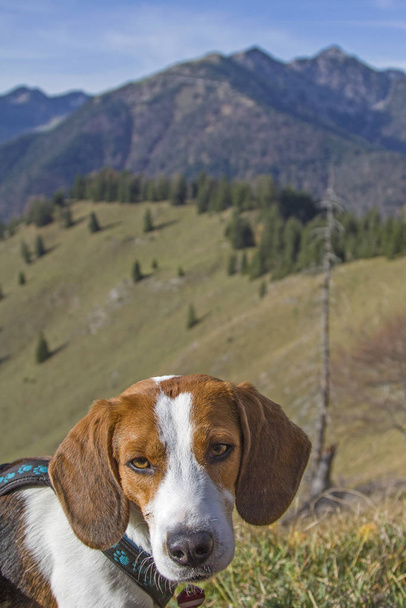 Beagle hike to Trainsjoch - 写真・画像