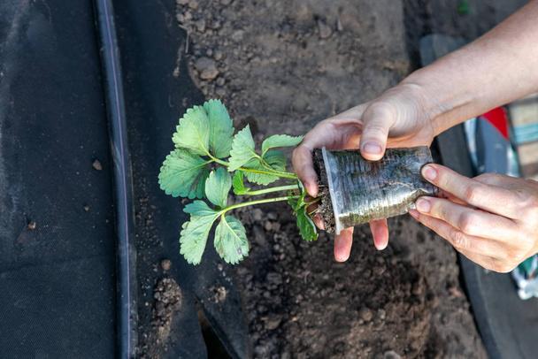Planting strawberry seedling on spunbond - Photo, Image