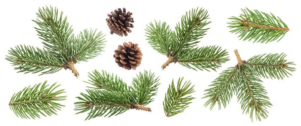 Fir tree branch en pine kegels geïsoleerd op witte achtergrond - Foto, afbeelding