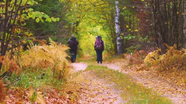 Egy csapat turista és kutya sétált az erdei ösvényen. - Felvétel, videó